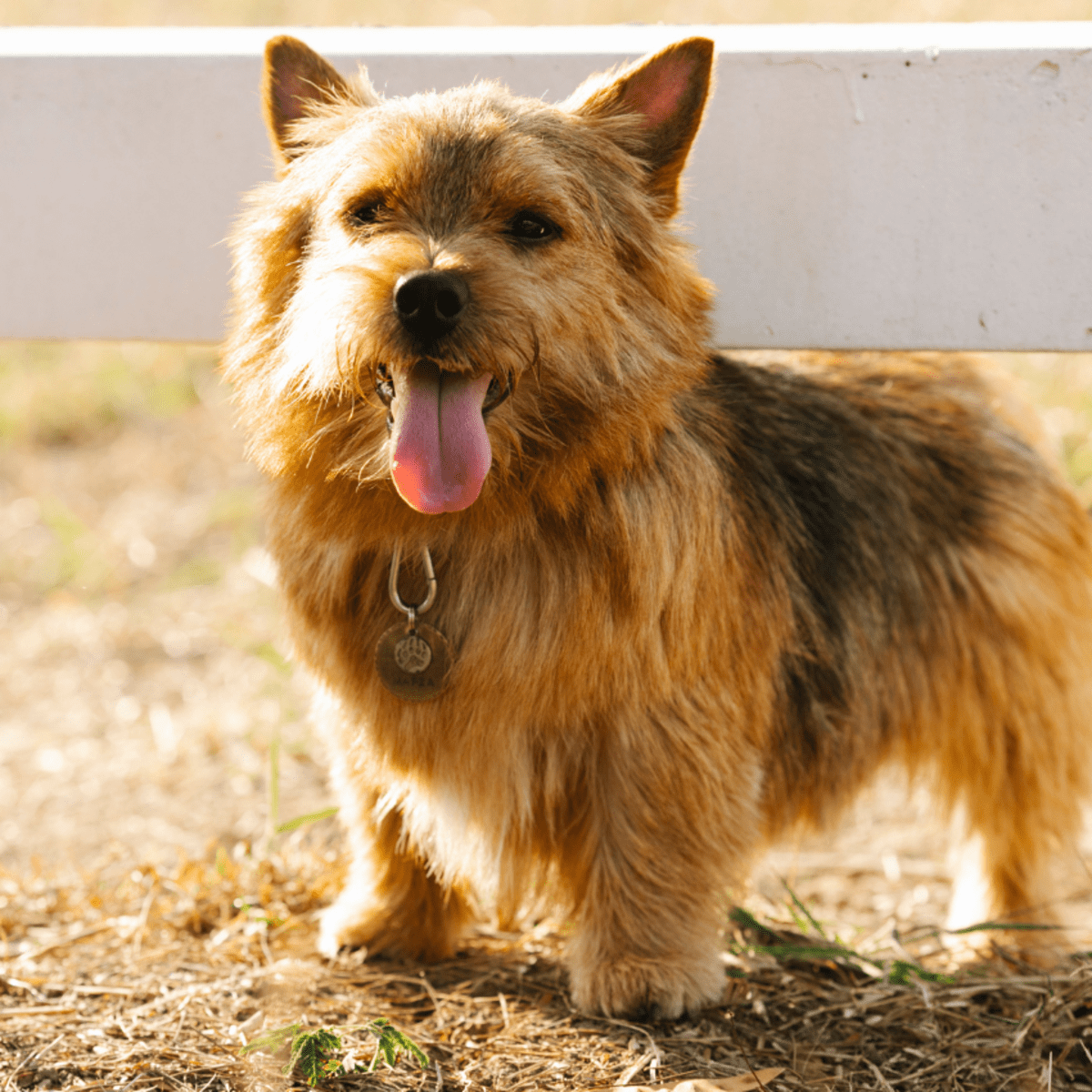 Norwich store terrier weight