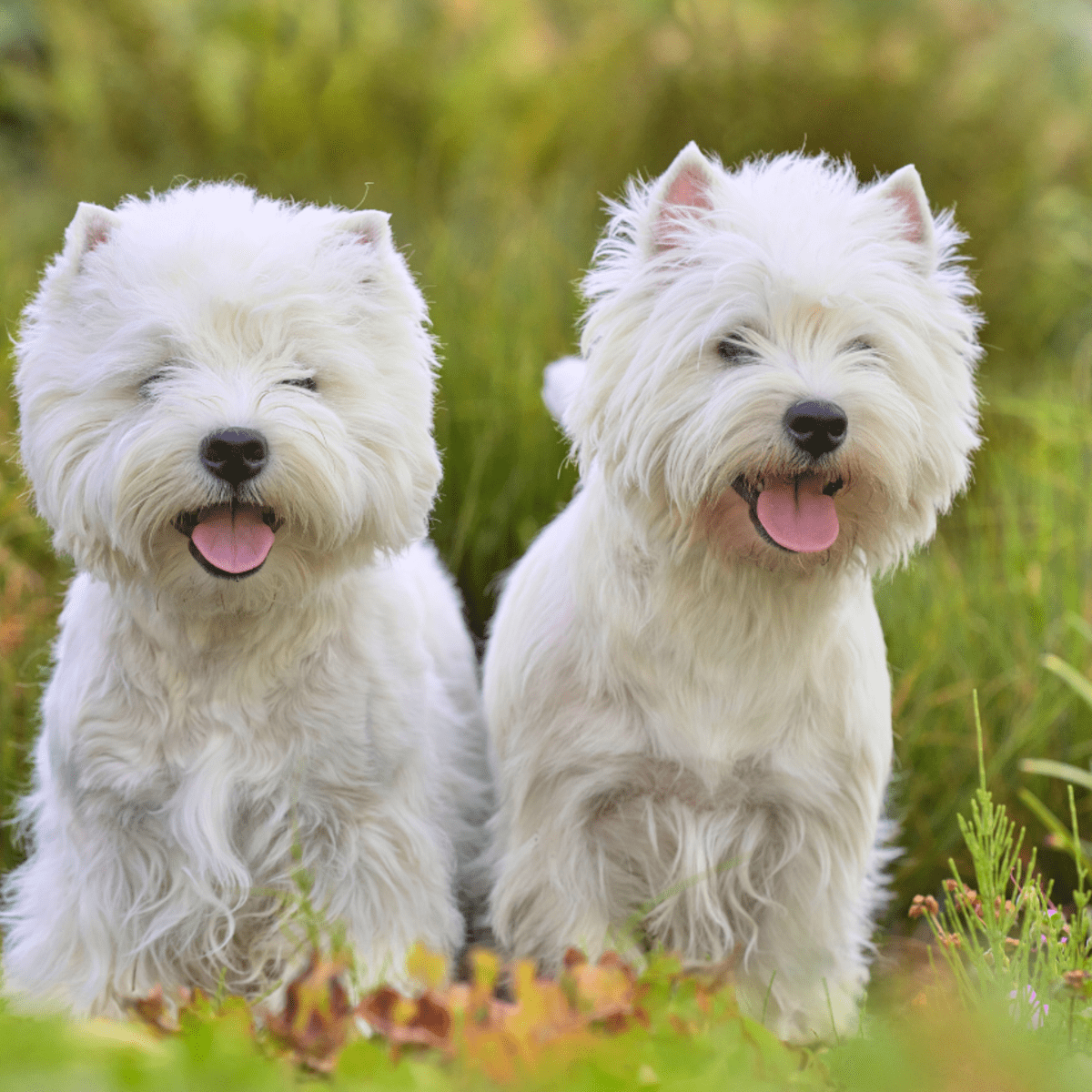 The west highland white store terrier west highland terrier