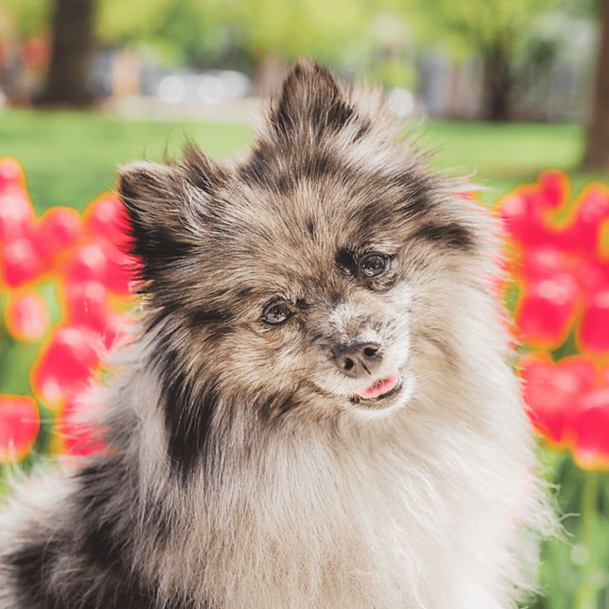 Giant sales pomeranian dog