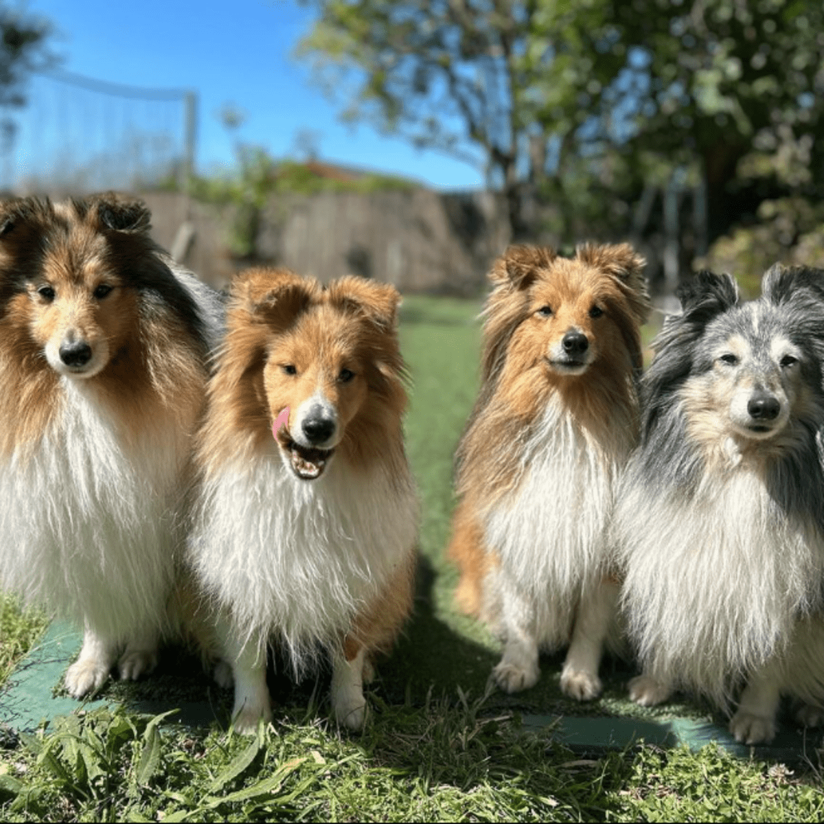 7 Best Companion Dogs for a Shetland Sheepdog - HubPages