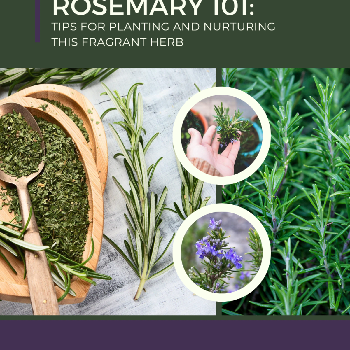 rosemary-101-tips-for-planting