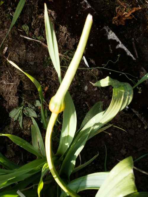 How to Grow Perpetual Leeks Dengarden