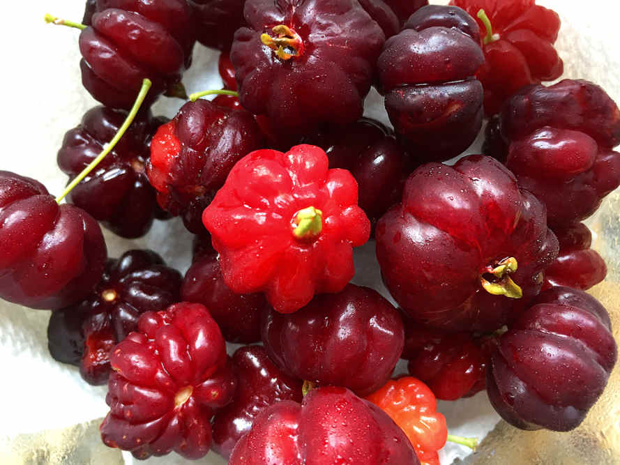 Tropical Taste of Hawaii The Sublime Surinam Cherry Dengarden