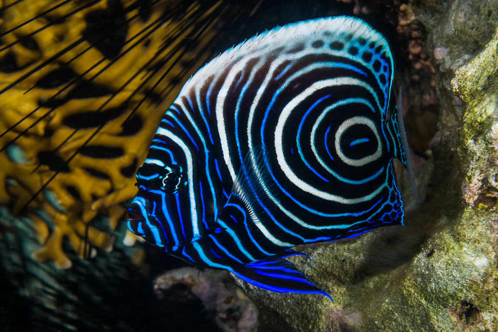 12 Of The Most Beautiful Fish In The Philippines Owlcation