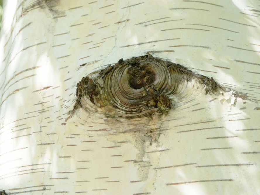 Cutleaf Weeping Birch Trees HubPages