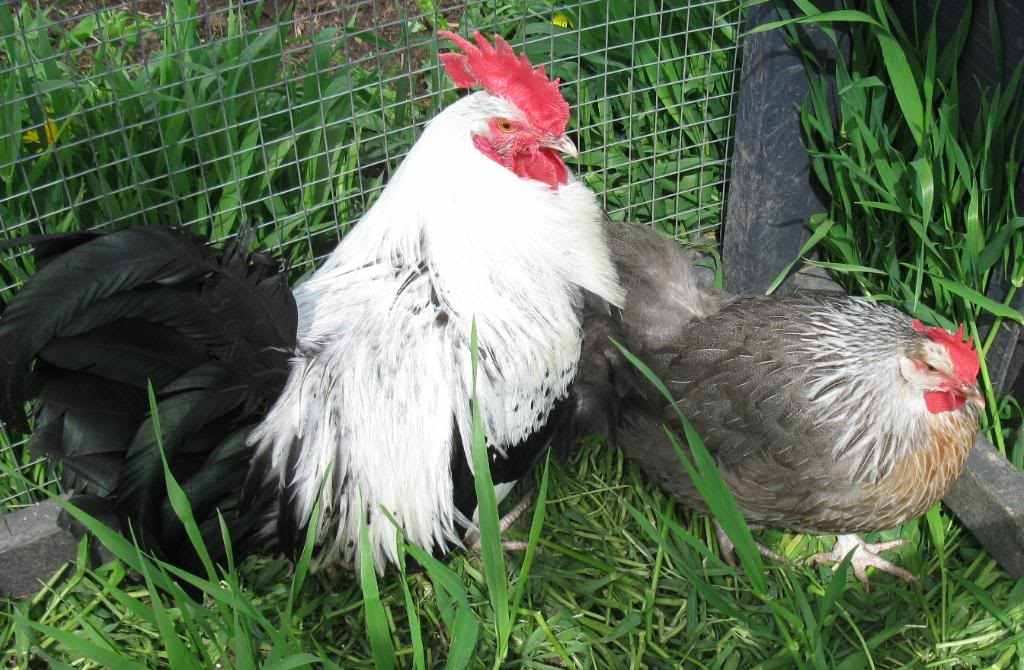 Silver Grey Dorkings A Beautiful, Calm Heritage Chicken Breed PetHelpful