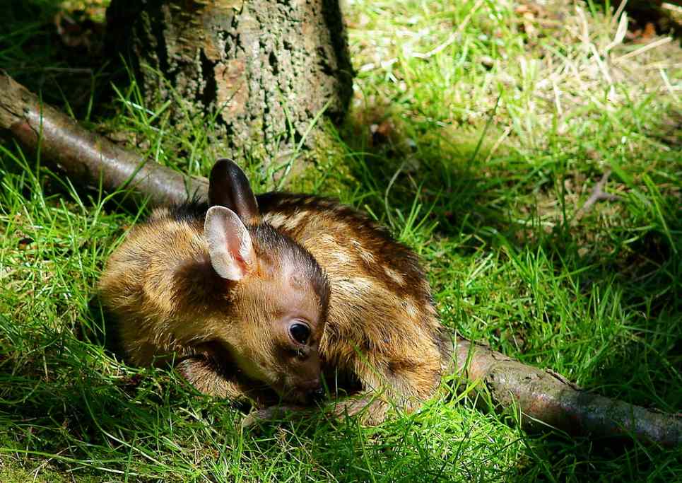 The 5 Best Exotic Pets You Can Own PetHelpful