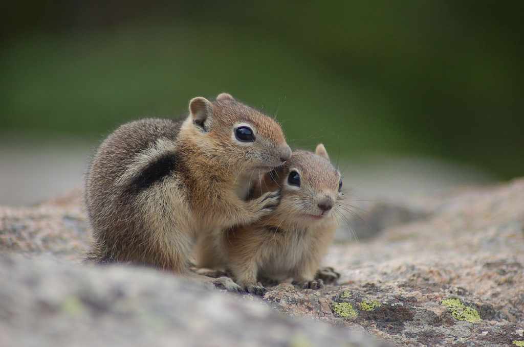 Top 30 cutest animals in the world HubPages