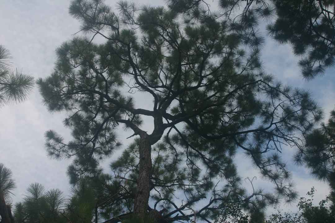 The Beauty and Meaning of Zen Gardens Dengarden