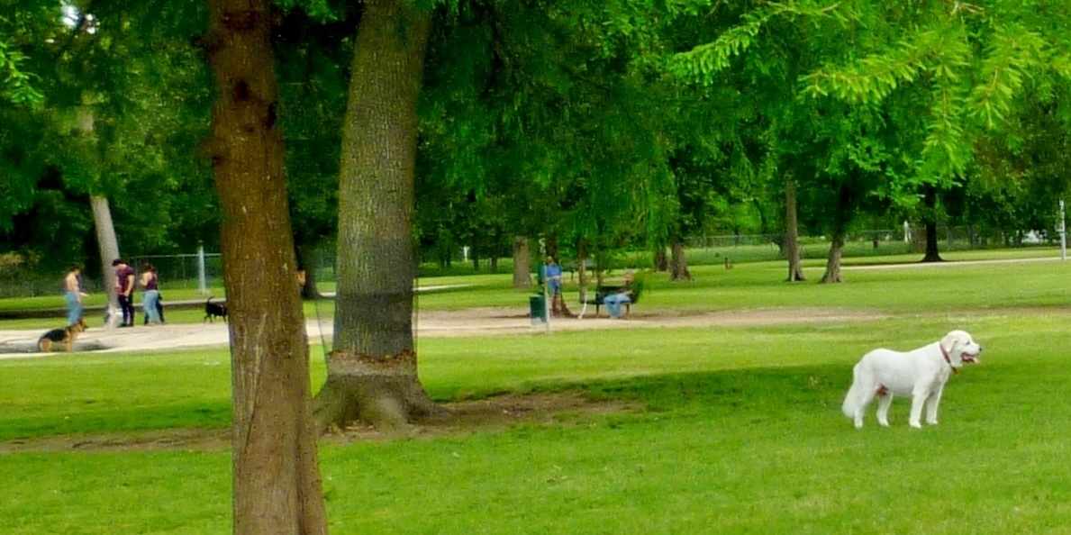 Katy Dog Park 14 Acres of Fun for People and Pets in Katy, TX