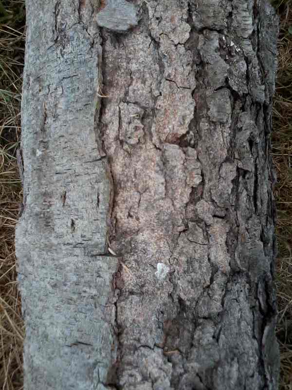 Best Types of Hardwood Trees to Use for Firewood Oak, Cherry, Sassafras, Locust, and Ash
