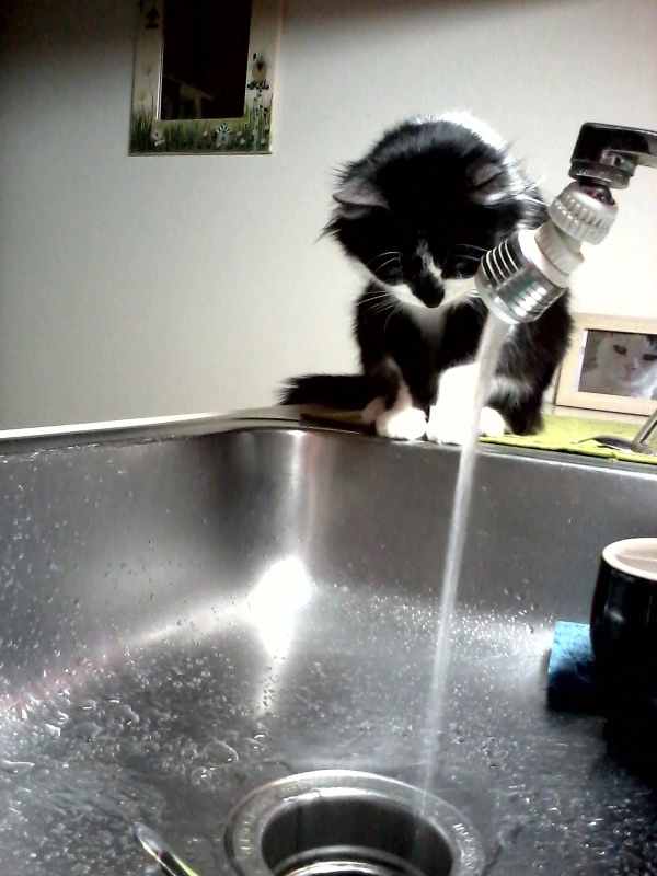 Why Do Cats Like Drinking From the Water Faucet? PetHelpful