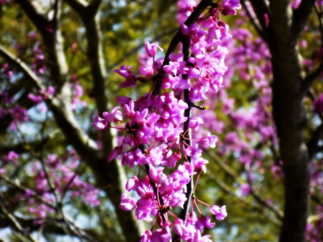 Pictures of the Beautiful Spring Flowering Ornamental Redbud Tree Dengarden