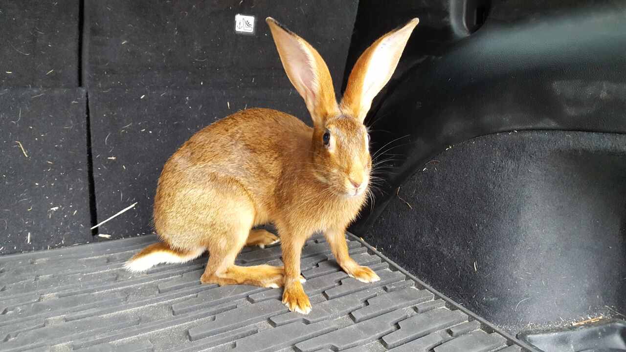 The History of Belgian Hares in the US (and What They're Like as Pets