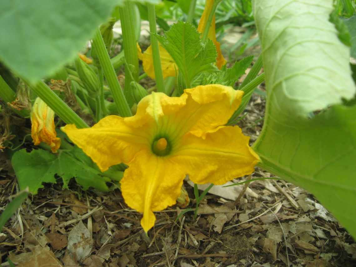 Growing Patty Pan Squash HubPages