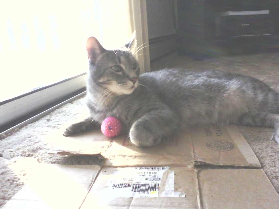 How to Teach Your Cat to Play Fetch in 6 Easy Steps PetHelpful