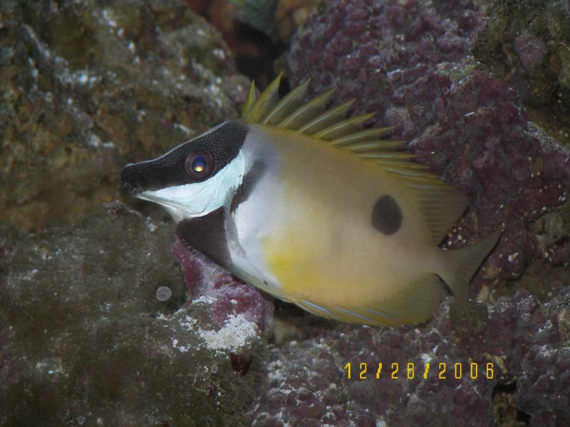 Setting up a SelfSustaining Saltwater Fish Tank Aquarium PetHelpful