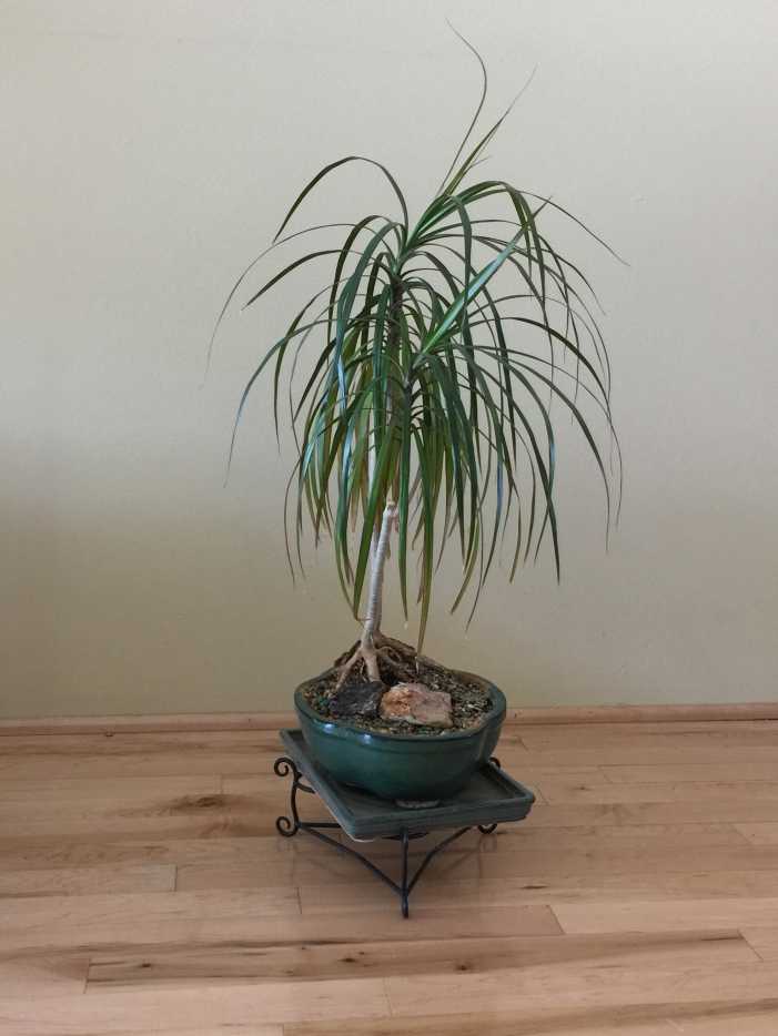 Rotating Houseplants Is Important but Often Overlooked Dengarden