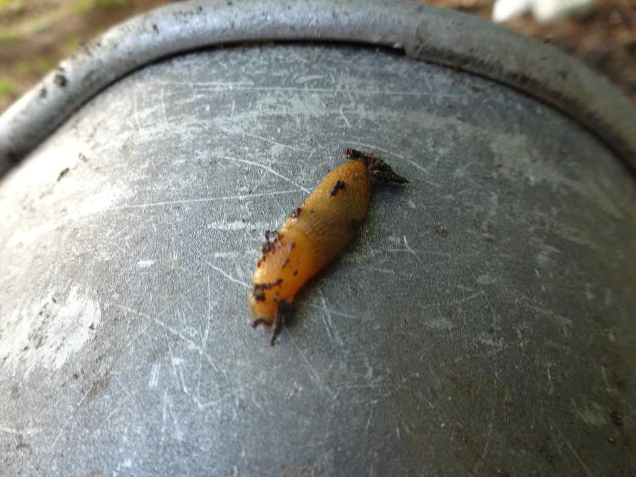 4 Uses for Charcoal and Ash (With Photos) Dengarden