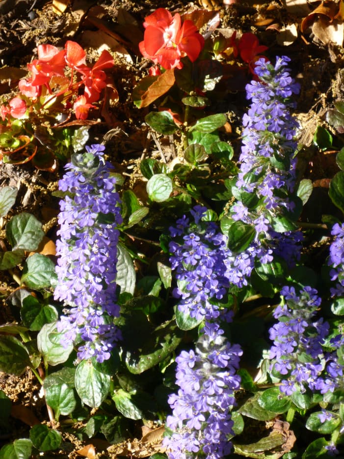 Ajuga Ground Cover Plant Value For The Home Gardener - Dengarden