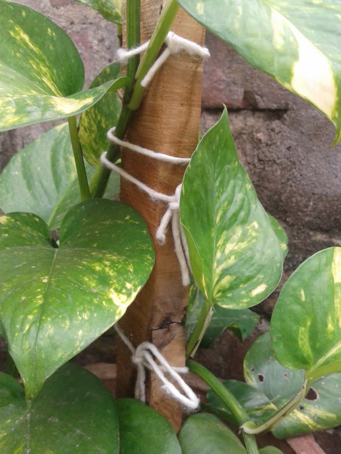 Growing Pothos (Money Plant) in a Decorative Way - Dengarden