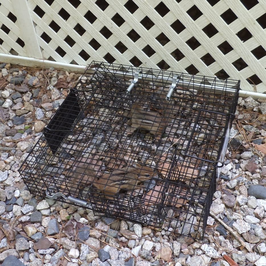 The Havahart Chipmunk Trap vs. the Chipmunkinator - Dengarden