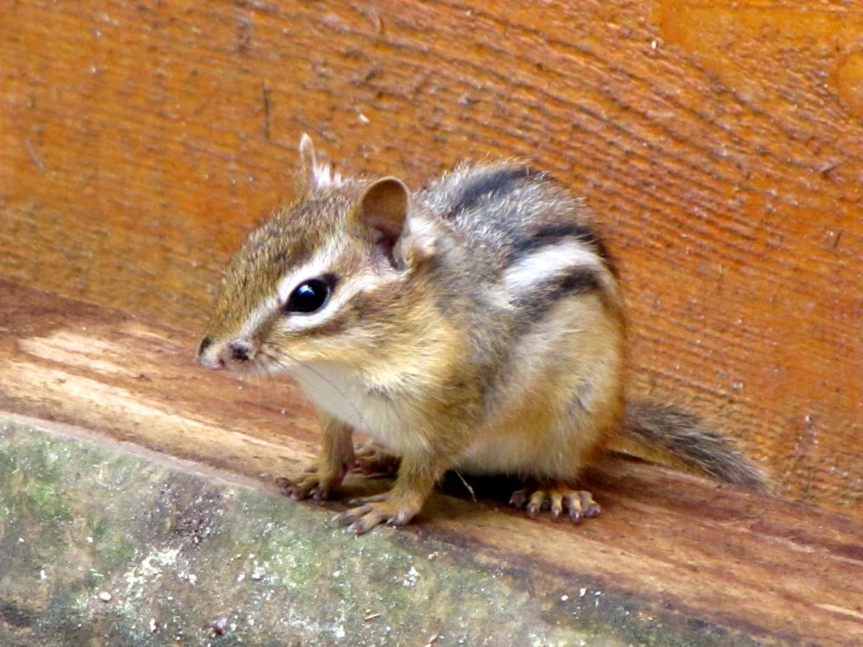 The Havahart Chipmunk Trap vs. the Chipmunkinator - Dengarden