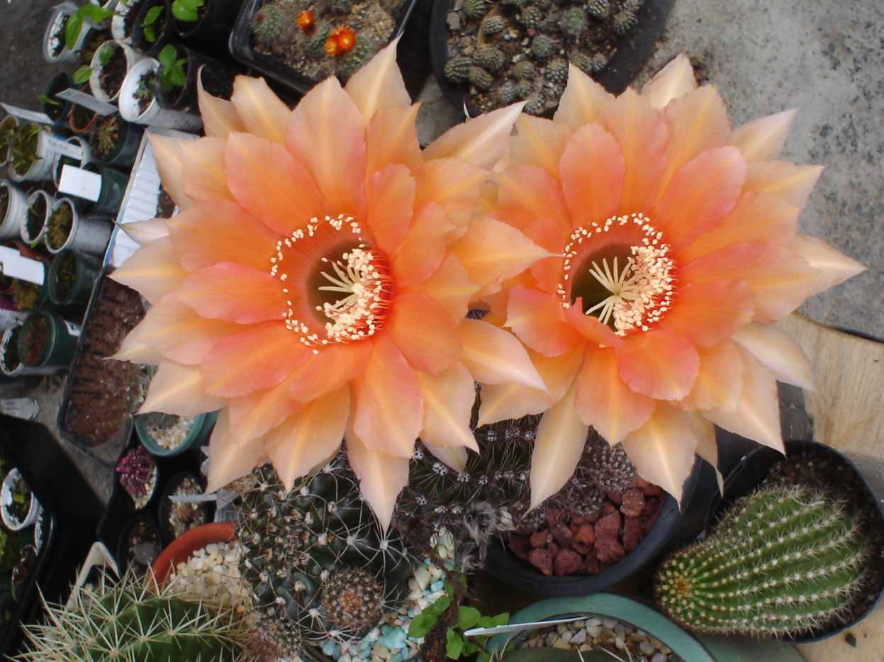 How to Grow and Propagate Flowering Cactus Plants Dengarden