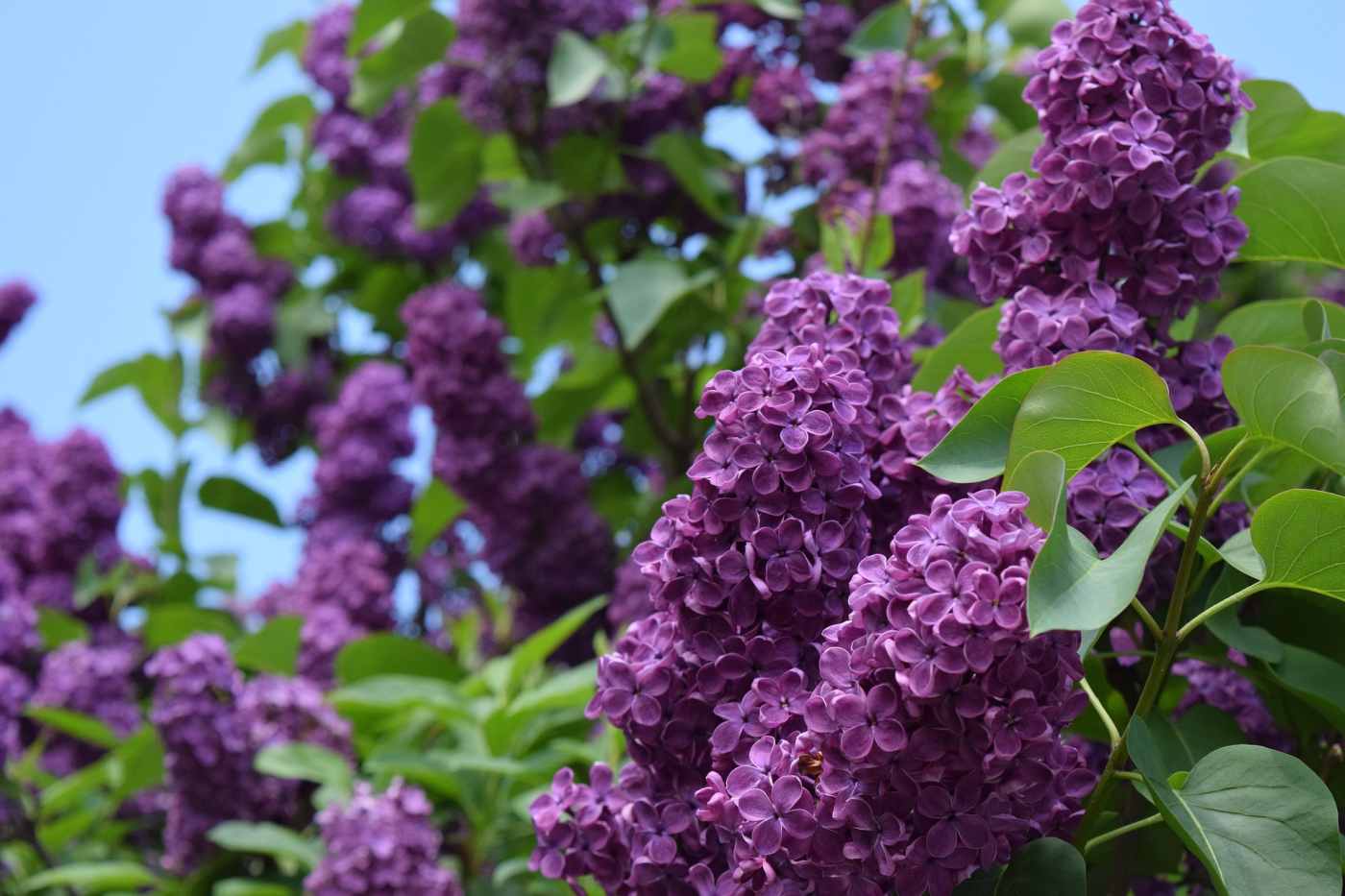 The Best Flowering Shrubs and Bushes for the Eastern and Western U.S