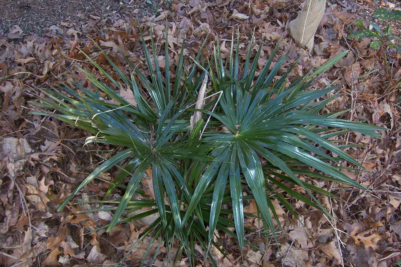 How to Grow Hardy Palm Trees Outside in Zones 5, 6, and 7 Dengarden