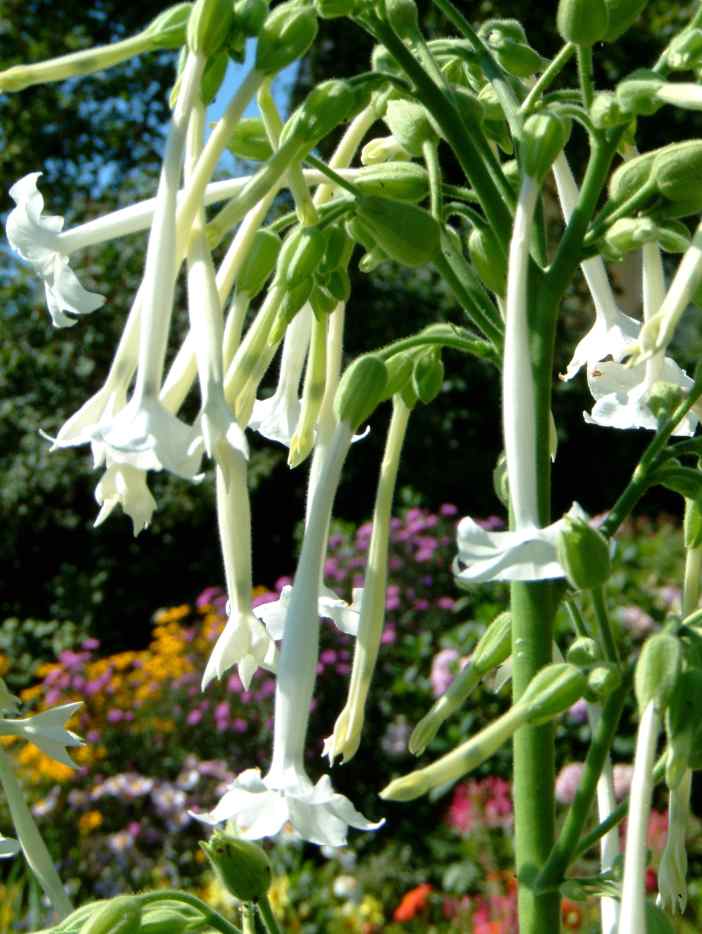 14 of the Best Fragrant Flowers to Grow for a SweetScented Garden