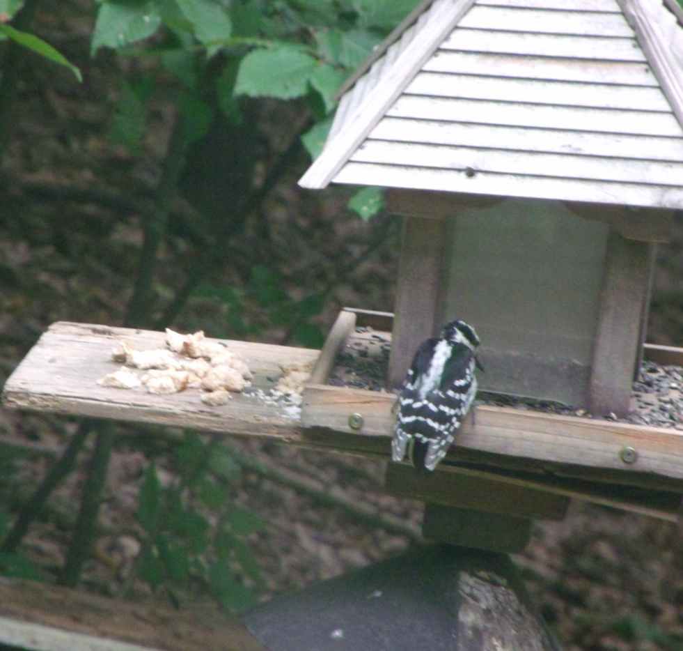 How to Stop Woodpeckers From Damaging Your House Dengarden