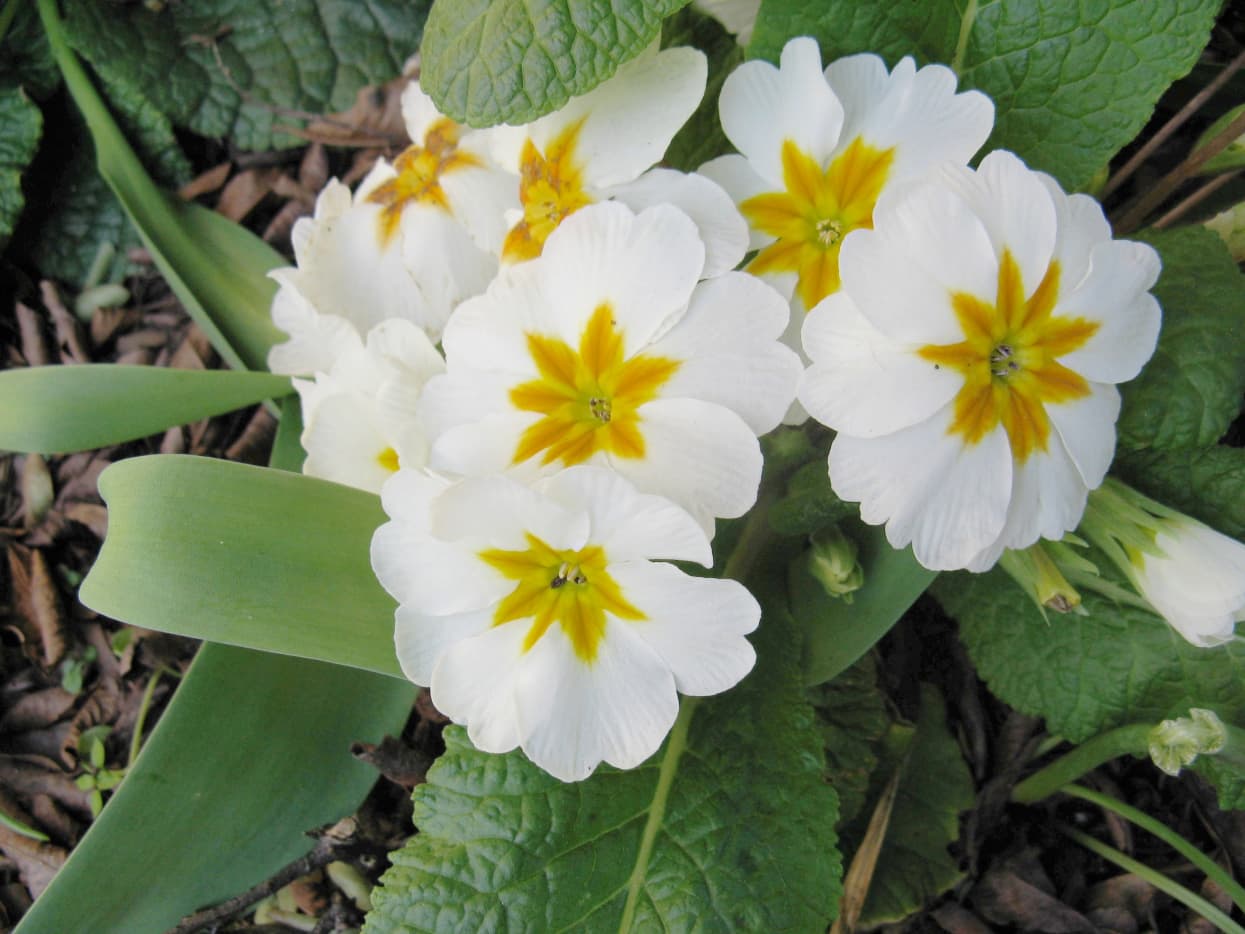 Primulas and Primroses: Facts About Beautiful Spring Flowers - Dengarden