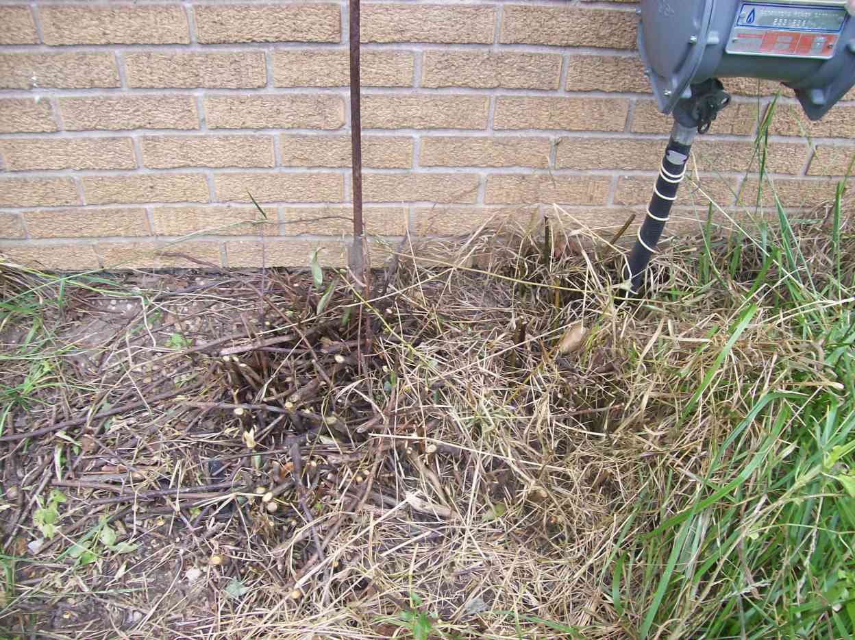 How to Get Rid of Weed Trees in Your Lawn and Garden Dengarden