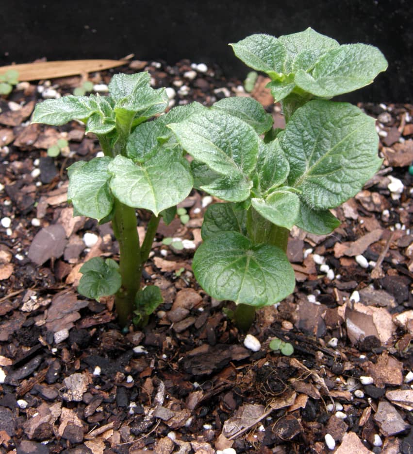 How to Grow Irish Potatoes in a Container Dengarden