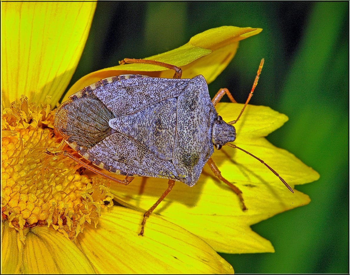 Stink Bug Population Increasing In The United States Dengarden