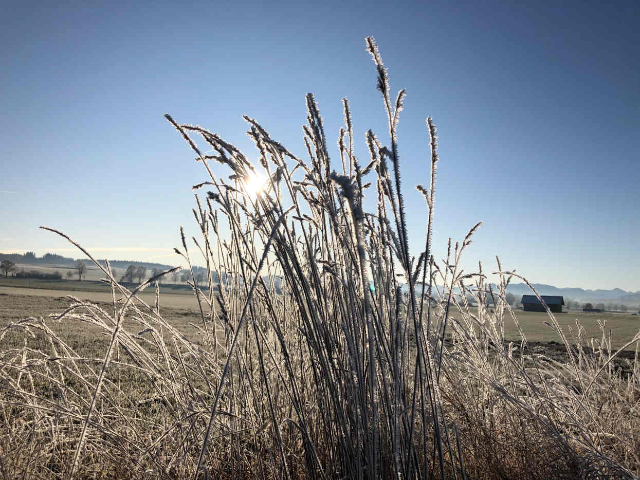 The Hidden Beauty of Xerophytes Dengarden