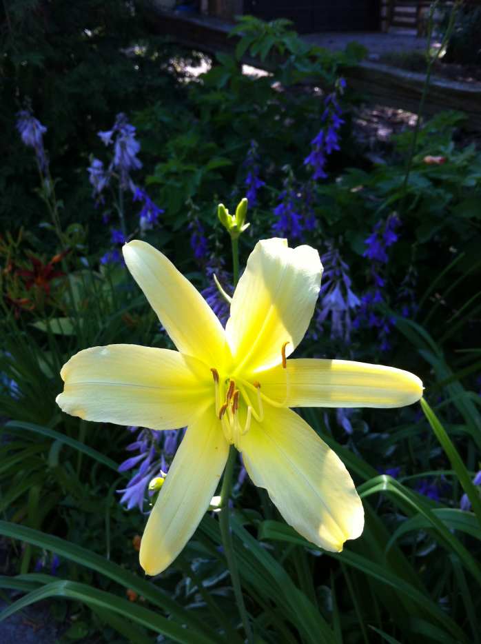 Grow Daylilies for a LowMaintenance Garden (With Photos) Dengarden