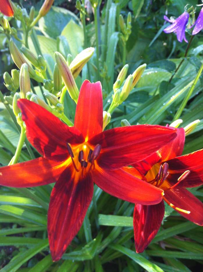 Grow Daylilies for a LowMaintenance Garden (With Photos) Dengarden