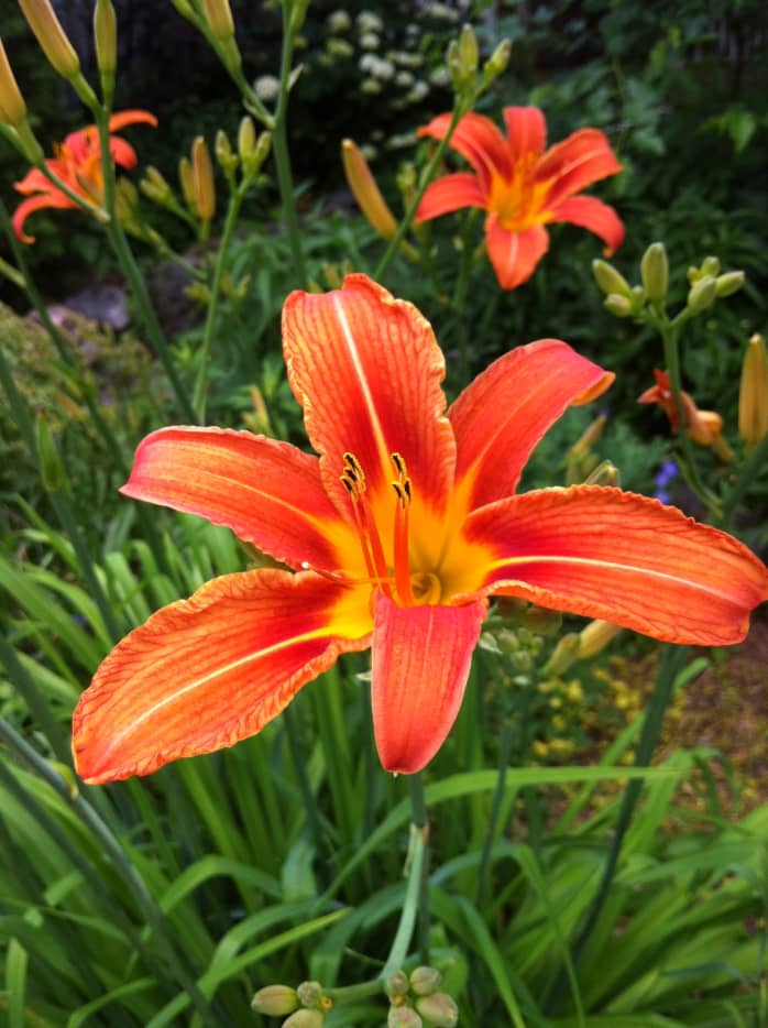 Grow Daylilies For A Low-Maintenance Garden (With Photos) - Dengarden