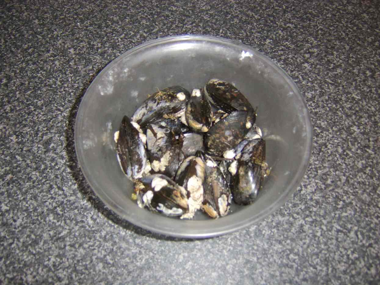 How to Collect, Clean and Cook Fresh Mussels Delishably