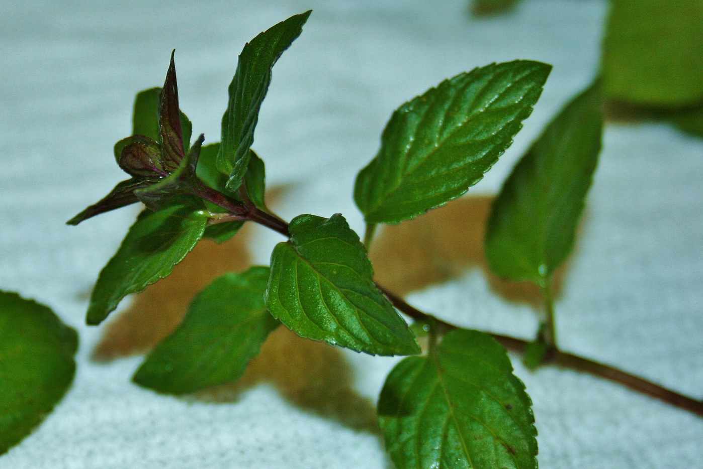 Candied Mint Leaves Recipe Delishably