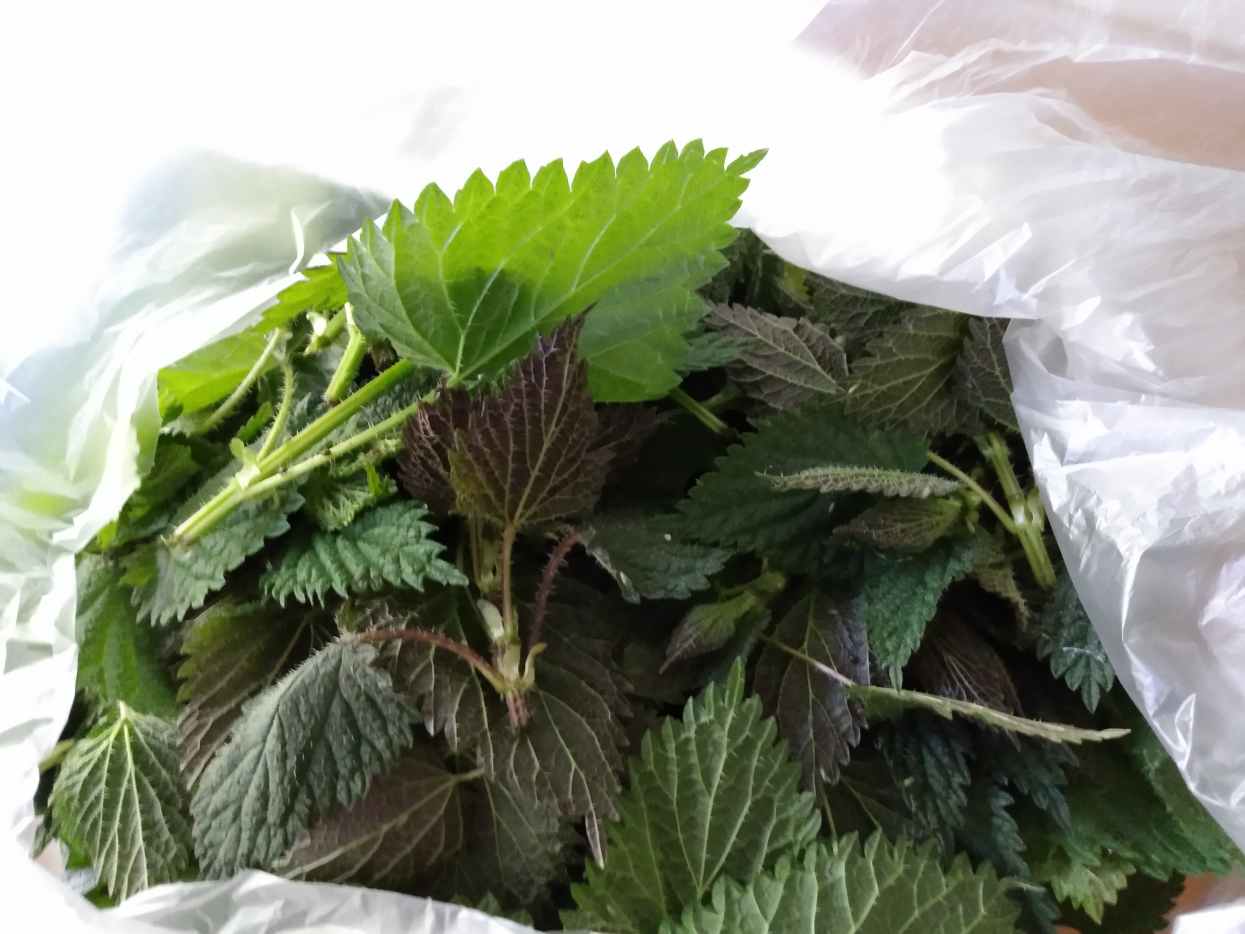 How to Collect and Cook With Nettles (Plus 4 Recipes) Delishably