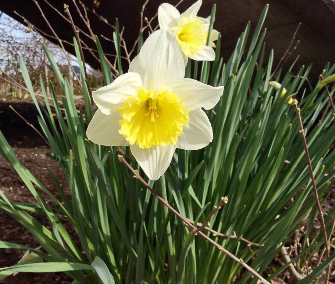 Beautiful Daffodils Facts, Toxicity, and a Symbol of Hope Owlcation
