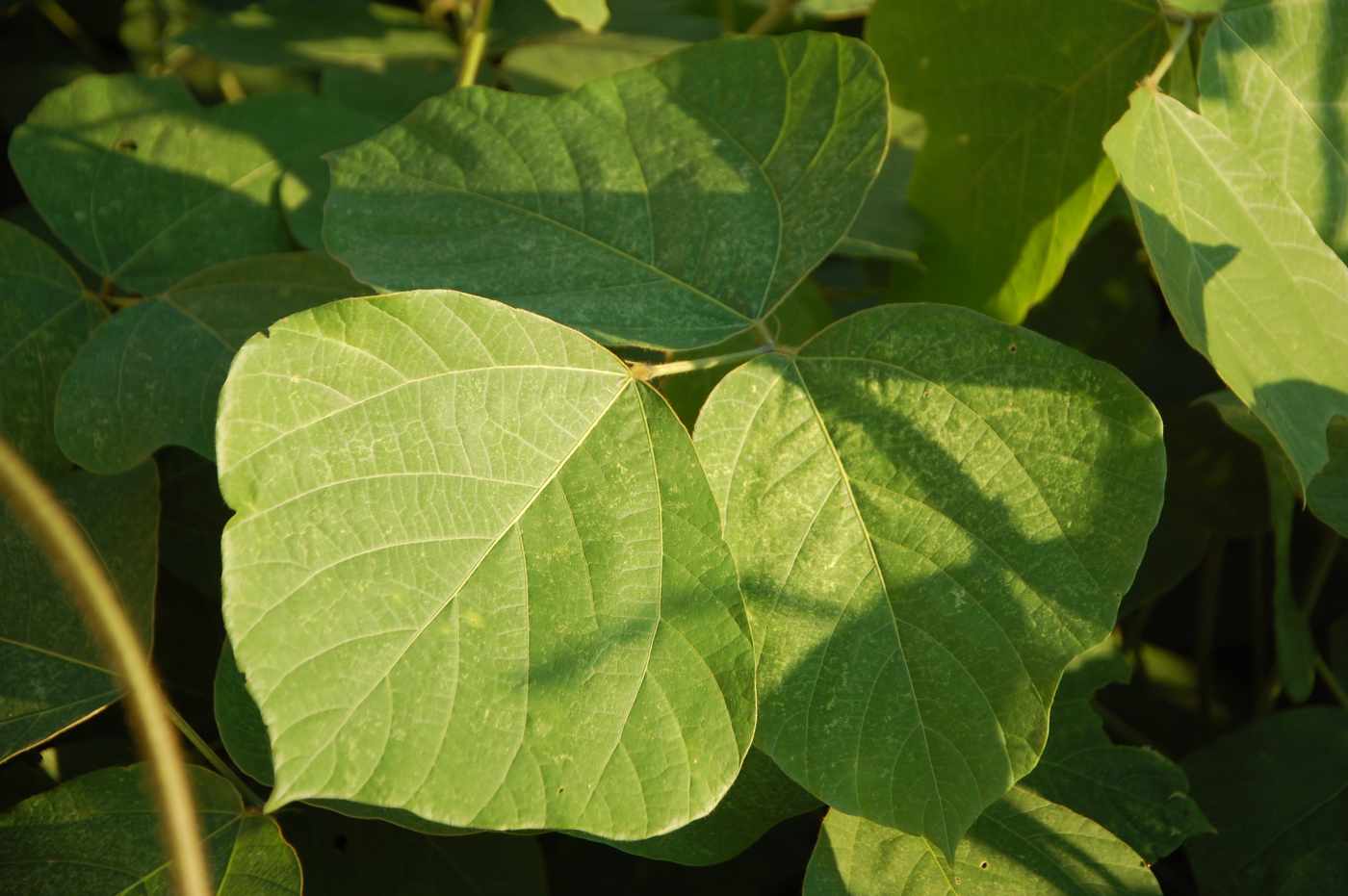 Kudzu as a Renewable Resource History, Nutrition, & Other Uses Owlcation