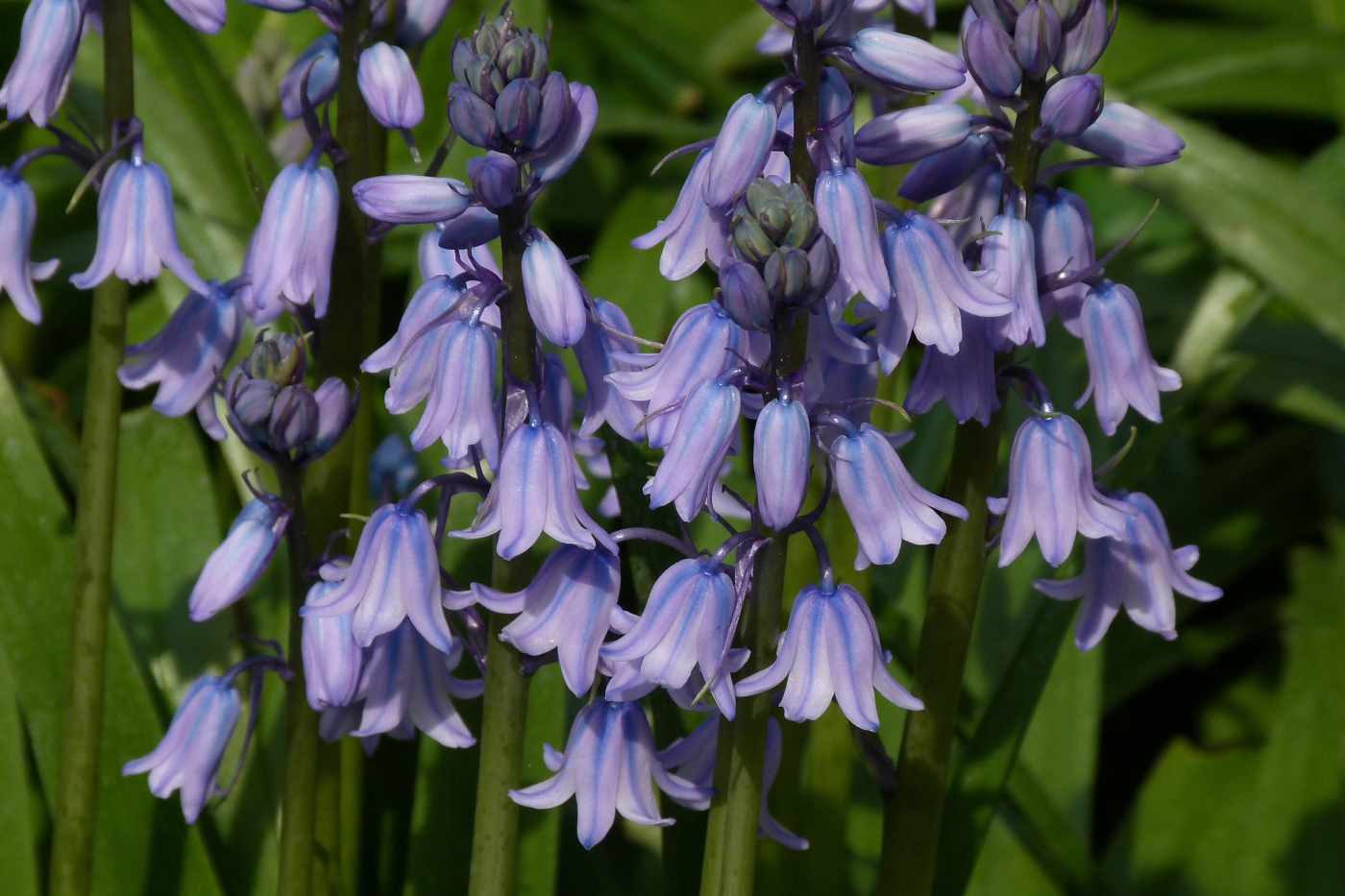 English and Spanish Bluebells Features, Facts, and Problems Owlcation