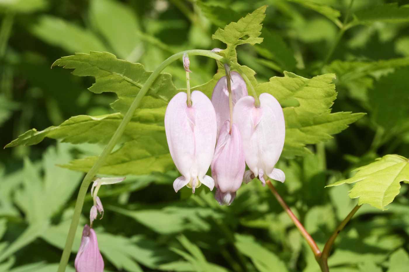 Beautiful Spring Wildflowers in Southwestern British Columbia Owlcation