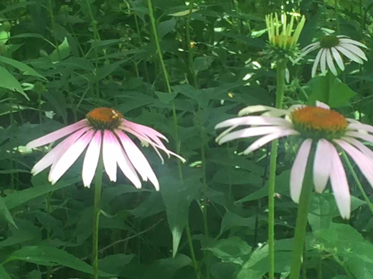 Echinacea How to Grow Purple Coneflower and Use it for Herbal Remedies