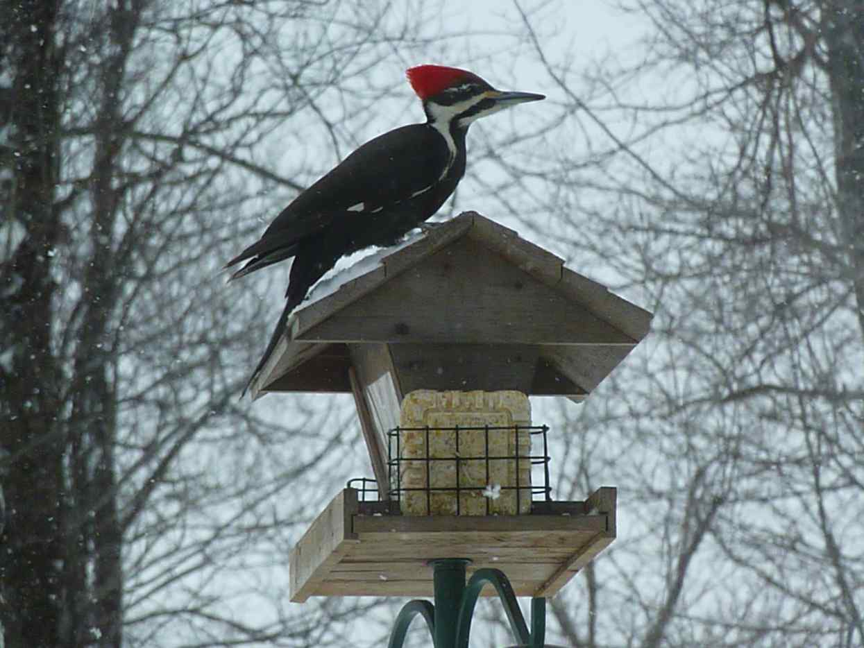 A Guide to Identifying 5 Common East Coast Woodpeckers - Owlcation