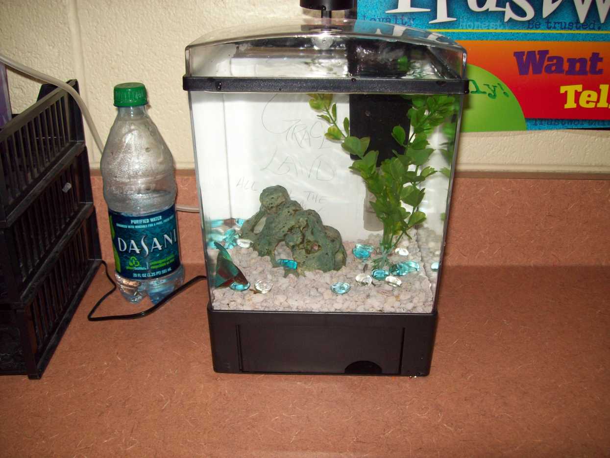 How to Choose Fish for a Freshwater Tank PetHelpful